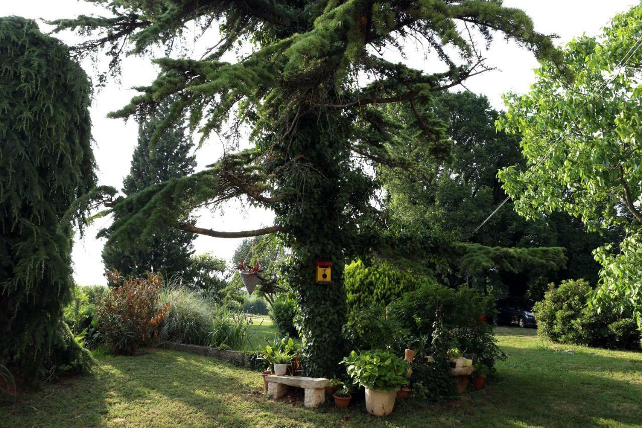 Garden *